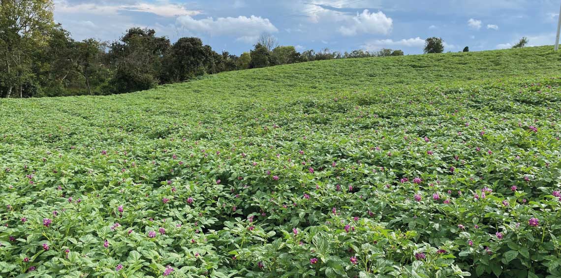 Ventas por internet, el espacio que han venido ganando los productores